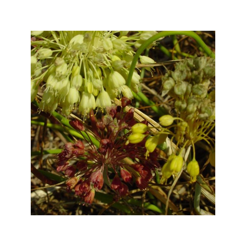 Allium flavum subsp. tauricum