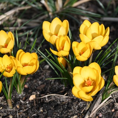 Crocus chrysanthus 'Goldilocks' Crocus chrysanthus 'Goldilocks'
