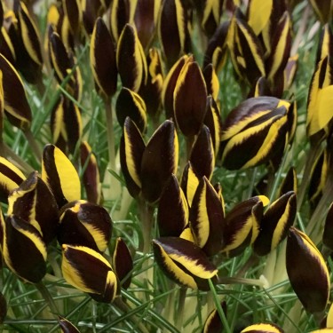 Crocus chrysanthus 'Queen Bee'