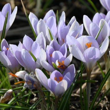 Crocus etruscus 'Rosalind'