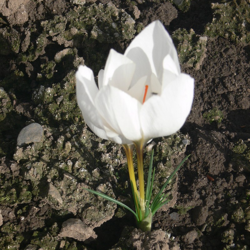 Crocus hadriaticus 'Jumbo'