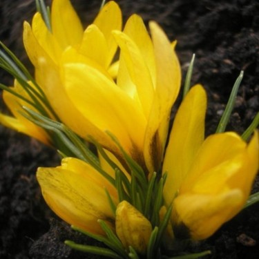 Crocus korolkowii 'Agalik'