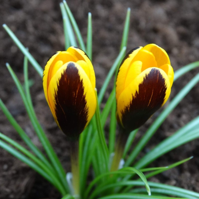 Crocus korolkowii 'Dytiscus' Crocus korolkowii 'Dytiscus'