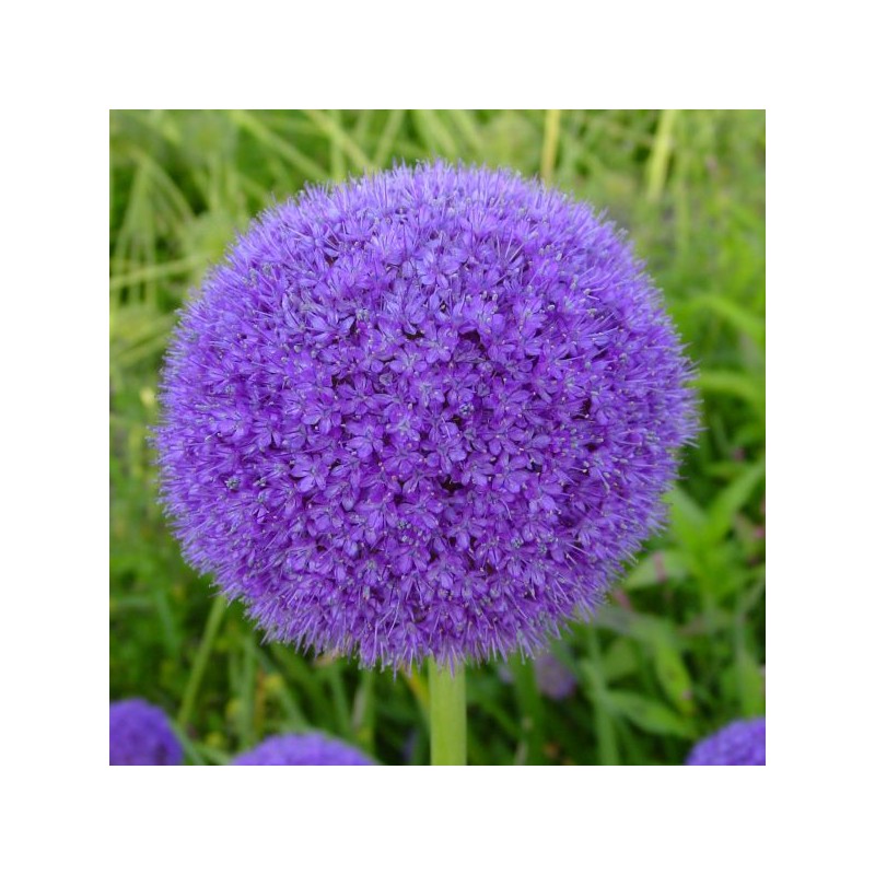 Allium giganteum