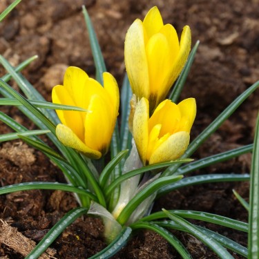 Crocus korolkowii 'Green Spirit'