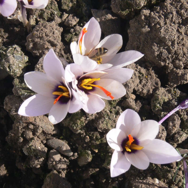 Crocus mathewii 'Hanka'