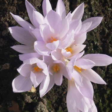 Crocus pallassii 'Blanka'