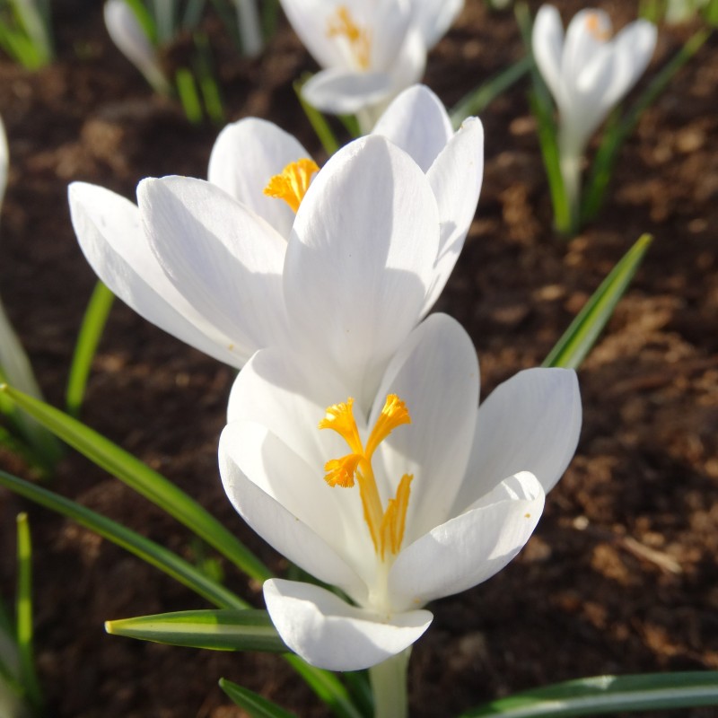 Crocus tommasinianus 'Grimshaw White' Crocus tommasinianus 'Grimshaw White'
