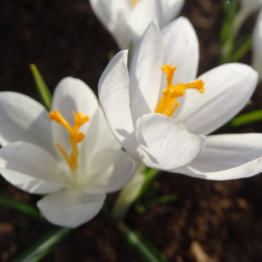 Crocus tommasinianus 'Grimshaw White' Crocus tommasinianus 'Grimshaw White'