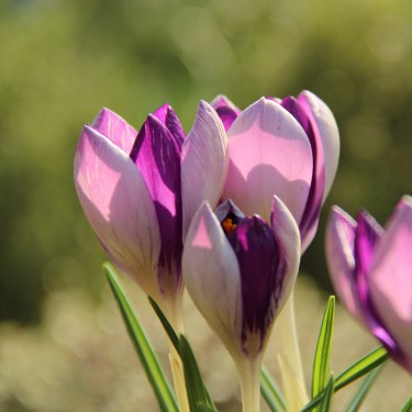 Crocus vernus 'Fantasy'