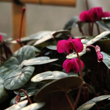 Cyclamen coum 'Meaden's Crimson' -marbled leaf-