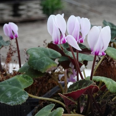 Cyclamen graecum subsp. candicum