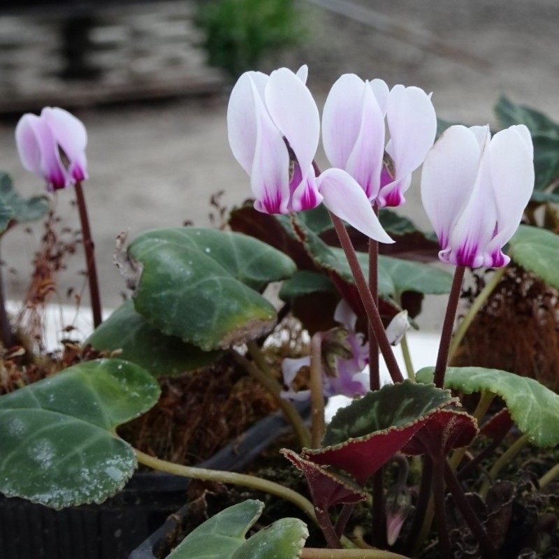 Cyclamen graecum subsp. candicum