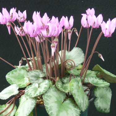 Cyclamen purpurascens -Silver Leaf-