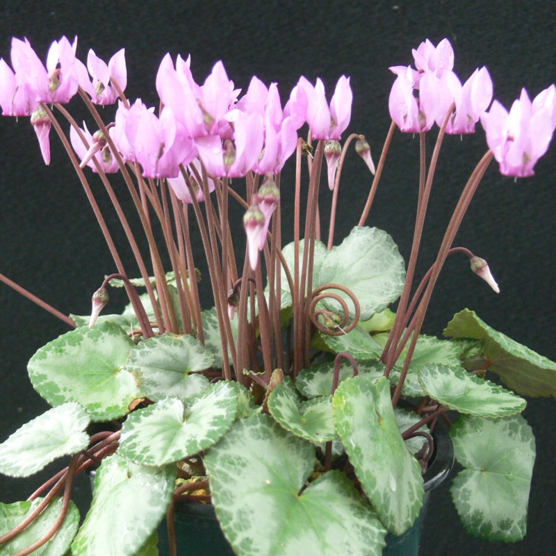 Cyclamen purpurascens -Silver Leaf- Cyclamen purpurascens -Silver Leaf-