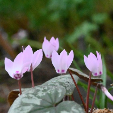 Cyclamen x wellensiekii