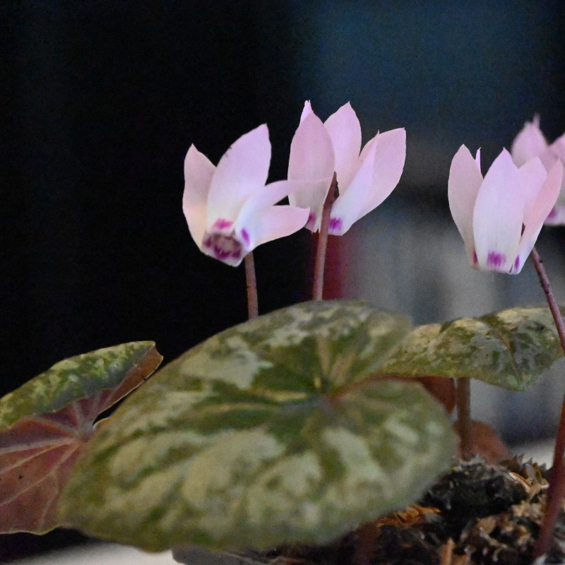 Cyclamen x wellensiekii
