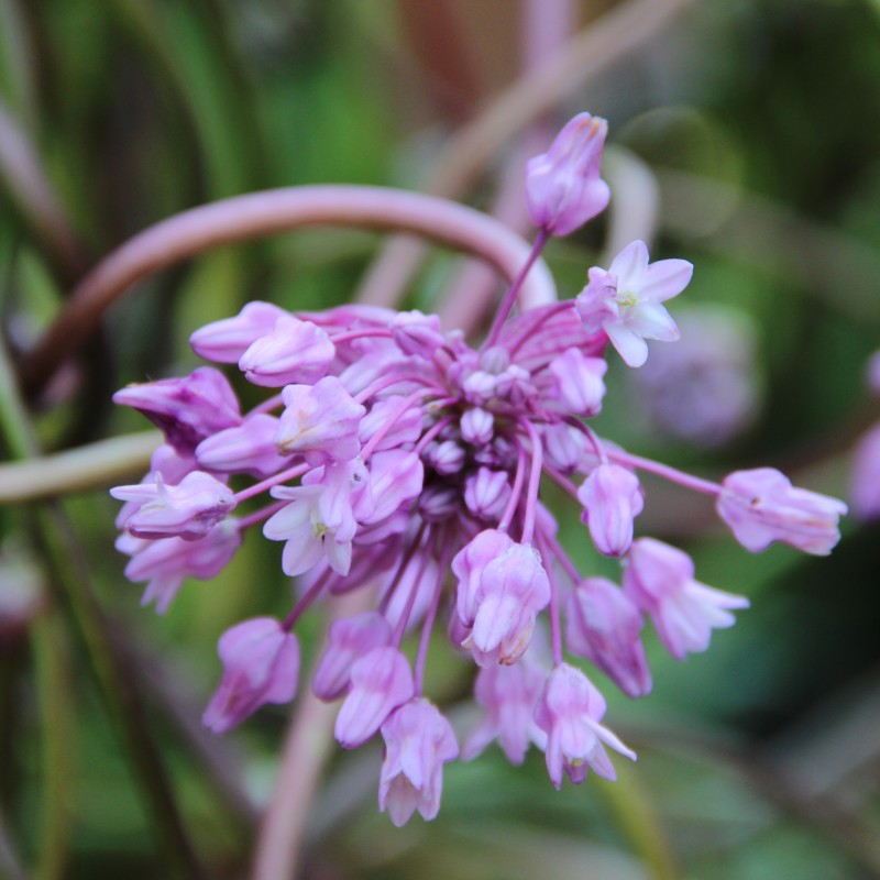 Dichelostemma volubile Dichelostemma volubile
