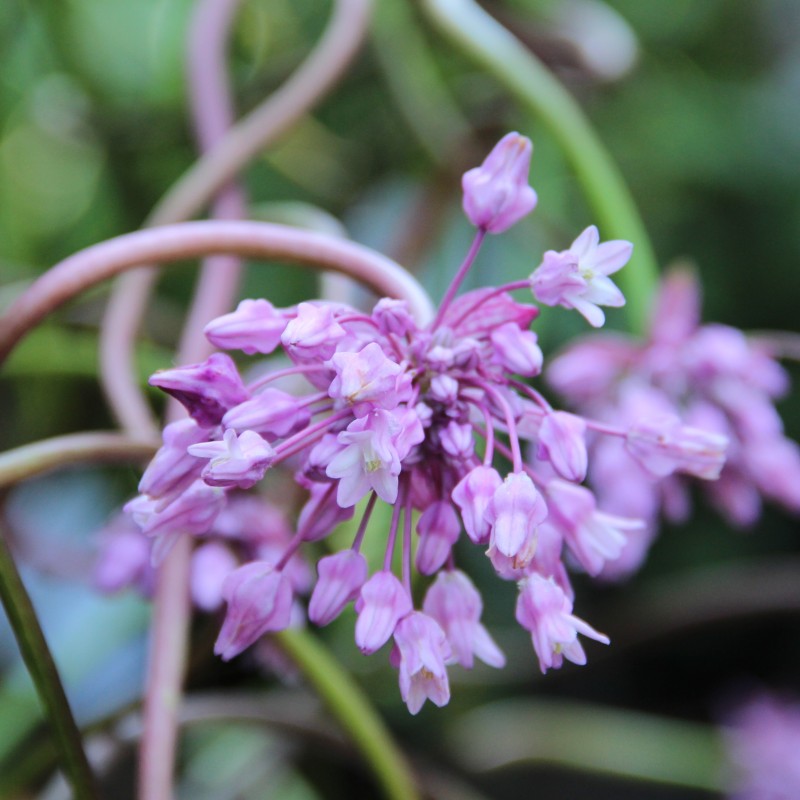 Dichelostemma volubile Dichelostemma volubile
