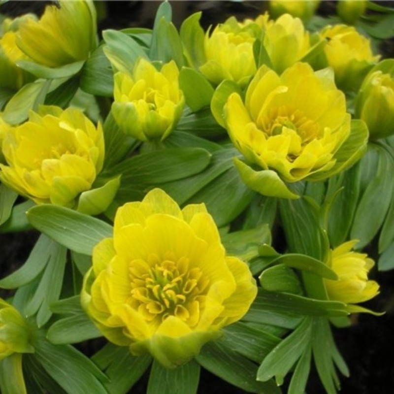 Eranthis hyemalis 'Plena'