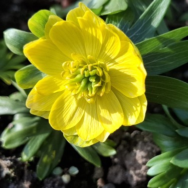 Eranthis hyemalis 'Semi-Plena'