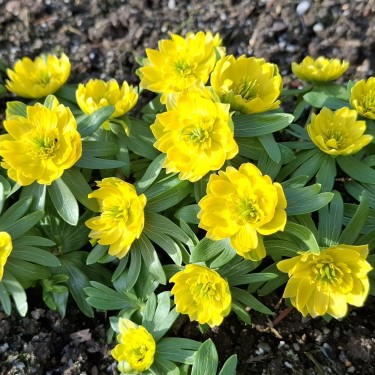 Eranthis hyemalis 'Semi-Plena'