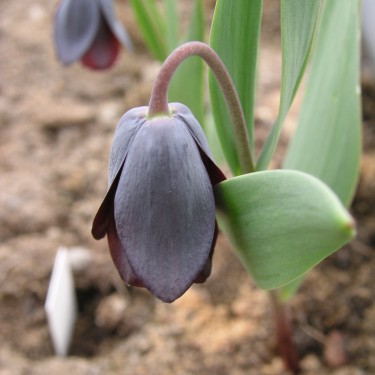Fritillaria armena