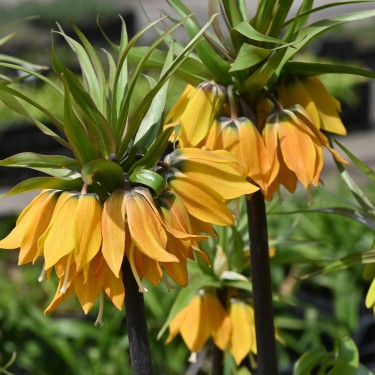 Fritillaria 'Dynamic Beauty'