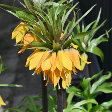 Fritillaria 'Dynamic Beauty'