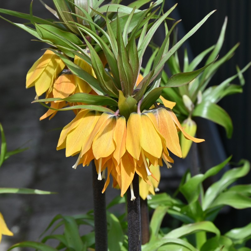 Fritillaria 'Dynamic Beauty'