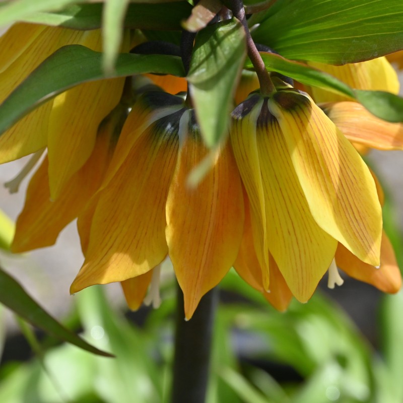 Fritillaria 'Dynamic Beauty'