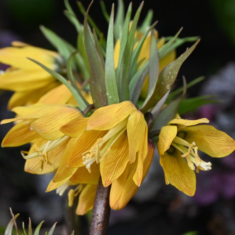 Fritillaria 'Golden Beauty'