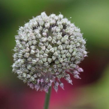 Allium guttatum subsp. sardoum