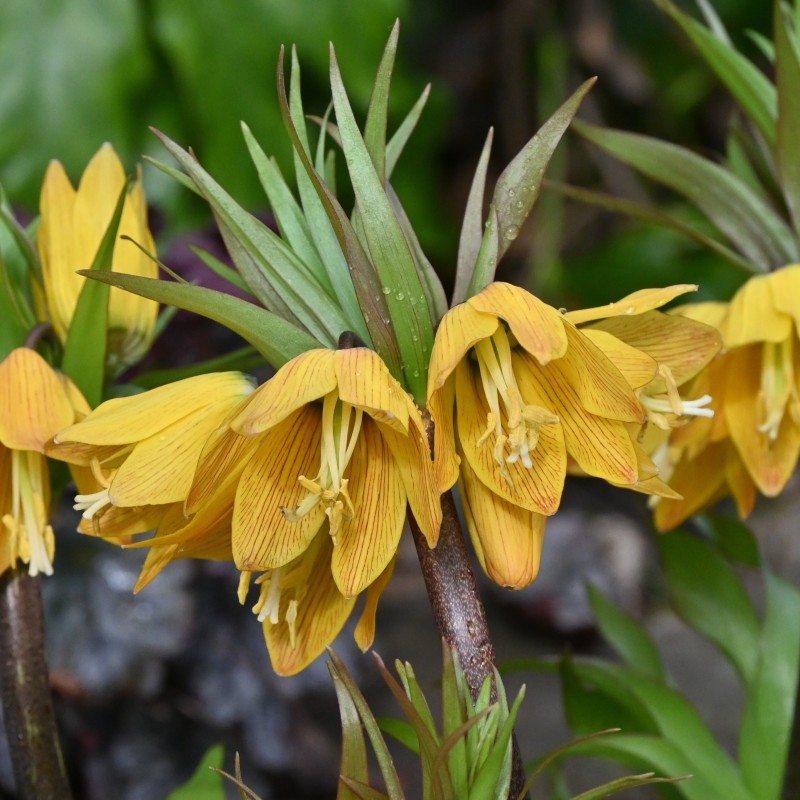 Fritillaria 'Golden Beauty'