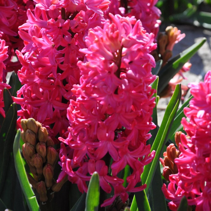 Hyacinthus orientalis 'Jan Bos' Hyacinthus orientalis 'Jan Bos'