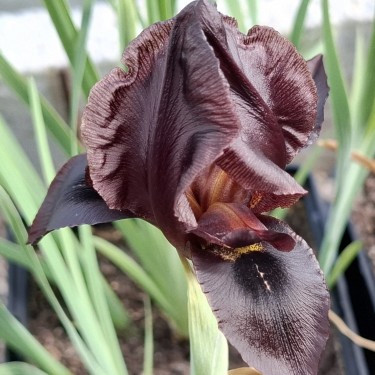 Iris atropurpurea