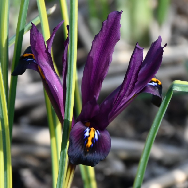 Iris reticulata 'Interstellar'