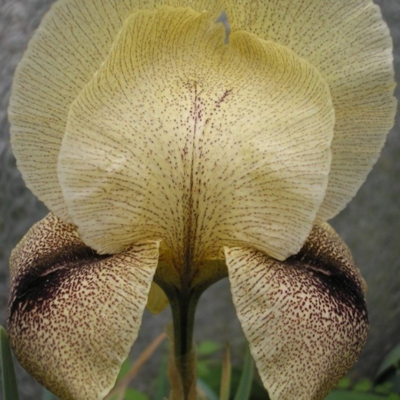 Iris x 'Dotted Sansuit' Iris x 'Dotted Sansuit'