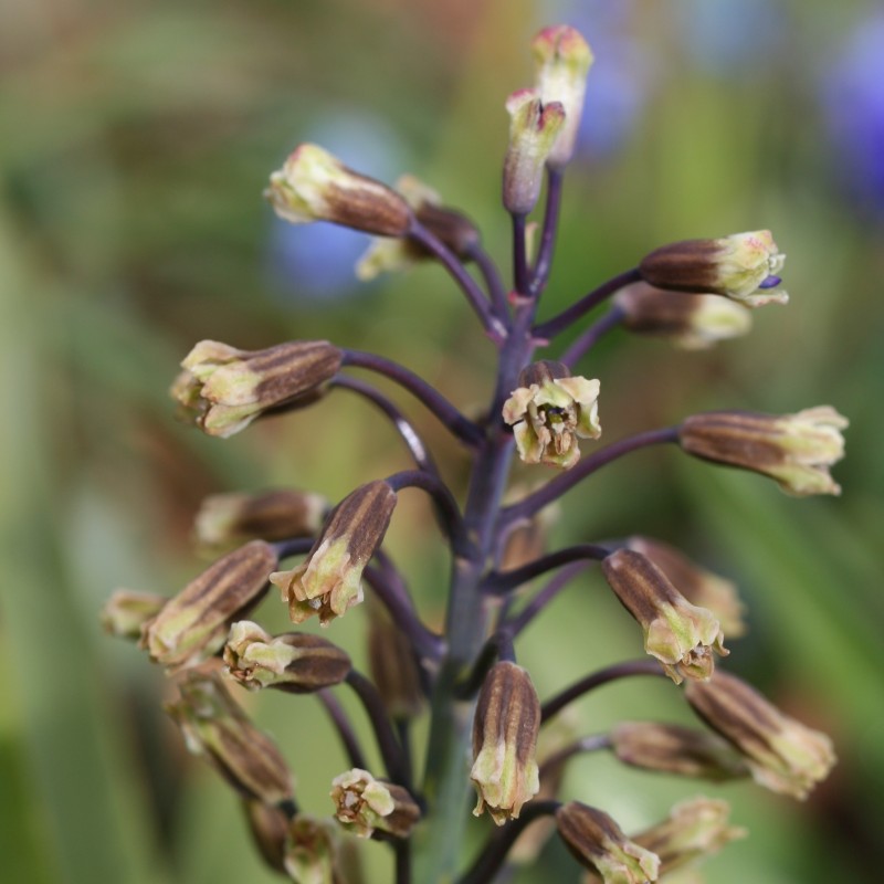 Bellevalia longistyla