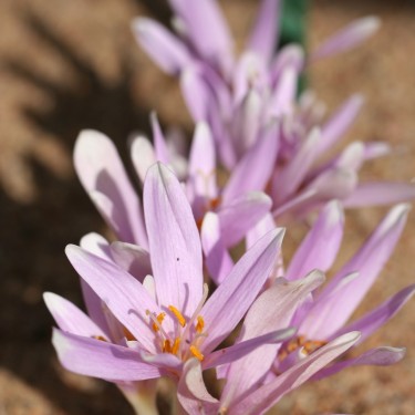 Colchicum polyphyllum