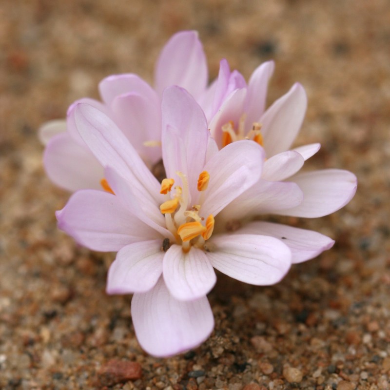 Colchicum umbrosum