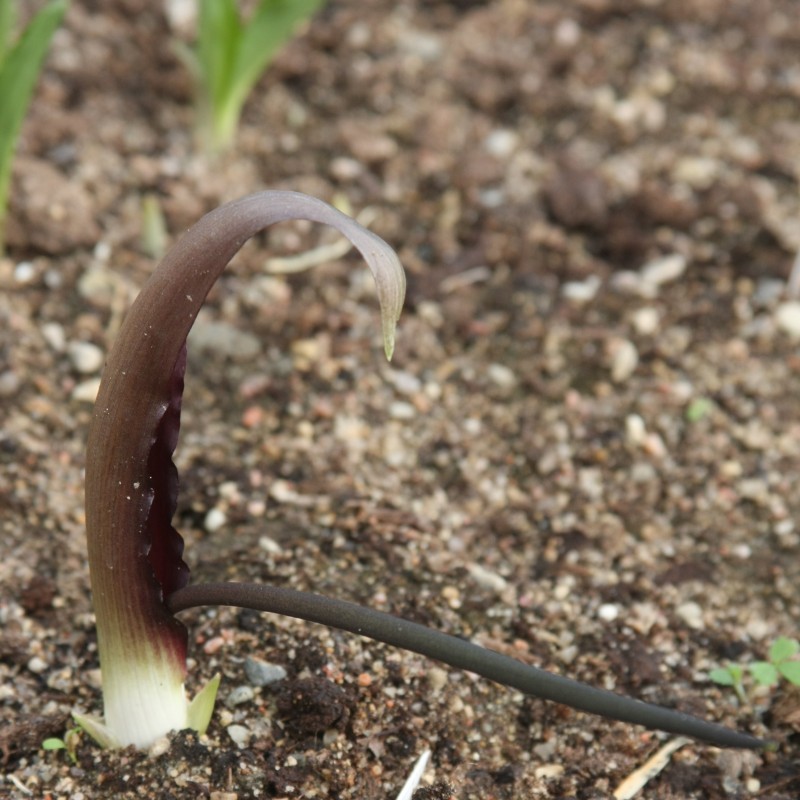 Biarum tenuifolium