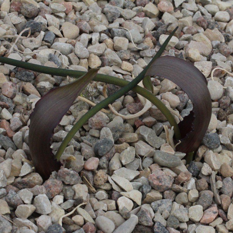 Biarum tenuifolium
