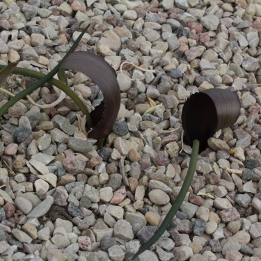Biarum tenuifolium