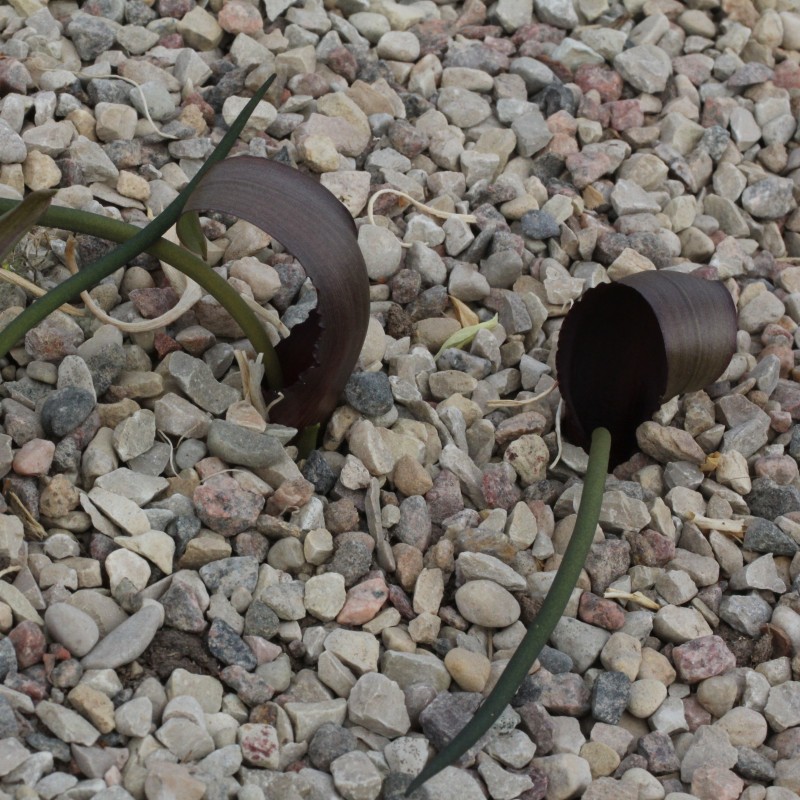 Biarum tenuifolium