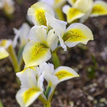 Iris reticulata 'North Star'