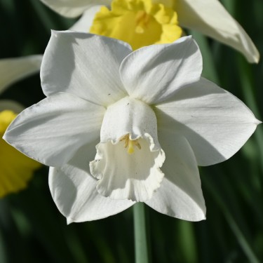Narcissus 'Arctic Power'
