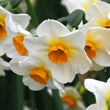 Narcissus 'Beautiful Eyes' ®