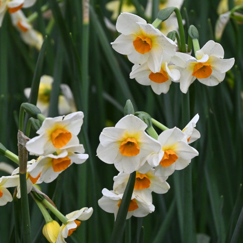 Narcissus 'Beautiful Eyes' ® Narcissus 'Beautiful Eyes' ®