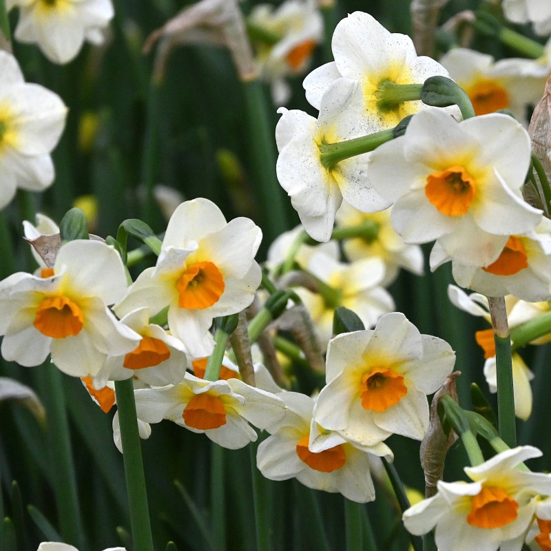 Narcissus 'Beautiful Eyes' ® Narcissus 'Beautiful Eyes' ®